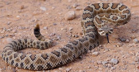 lv snake|types of rattlesnakes in nevada.